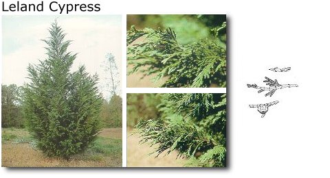 Leland Cypress