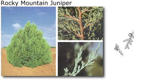 Rocky Mountain Juniper